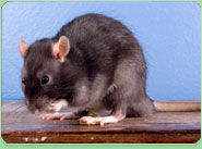 rat control Clay Cross