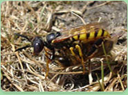 wasp control Clay Cross